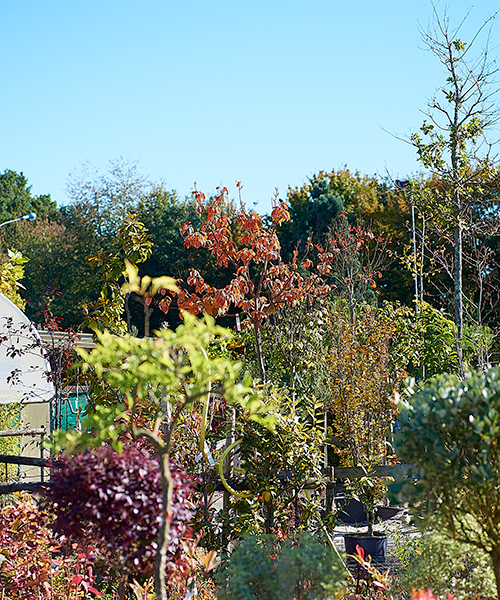 Au Cœur des Jardins : notre pépinière