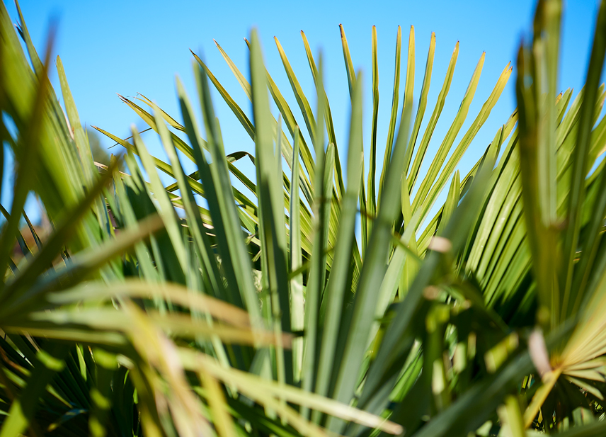 Pépinière à Villaines-la-Juhel, palmier