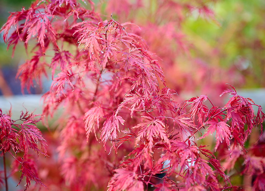 Pépinière à Villaines-la-Juhel, arbre en automne