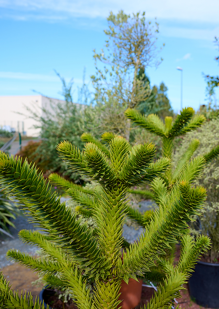 Achat d'arbre à Villaines-la-Juhel